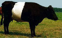 Galloway Belted also known as 'Polo Cow' (image)