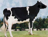 Friesian (image)